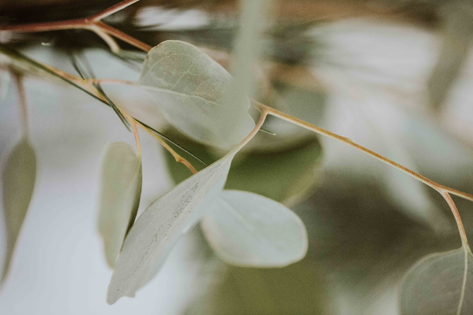 logo dla spa studio projektowe hotmilk